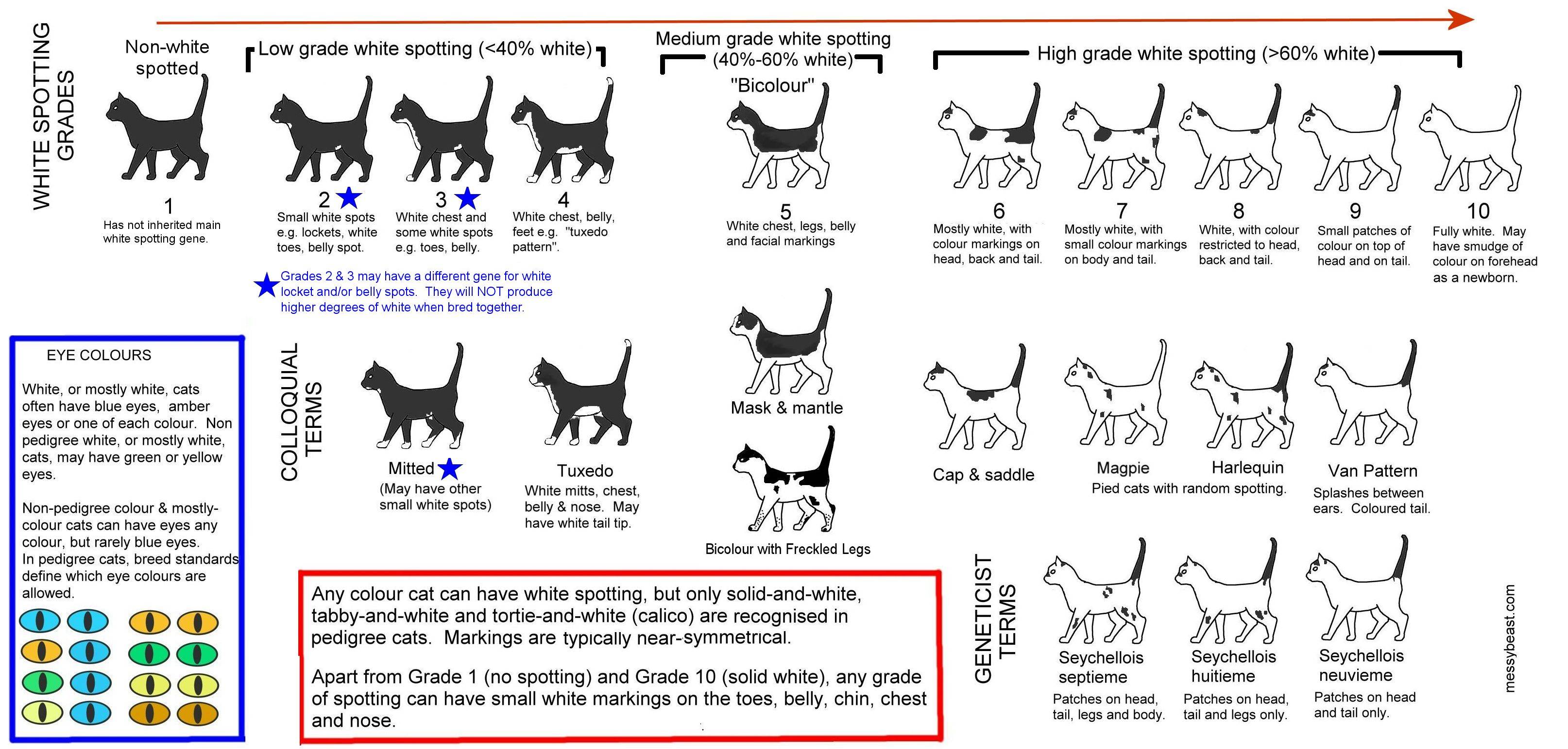 Как определить возраст котенка: по внешнему виду, телосложению, весу, зубам и поведению