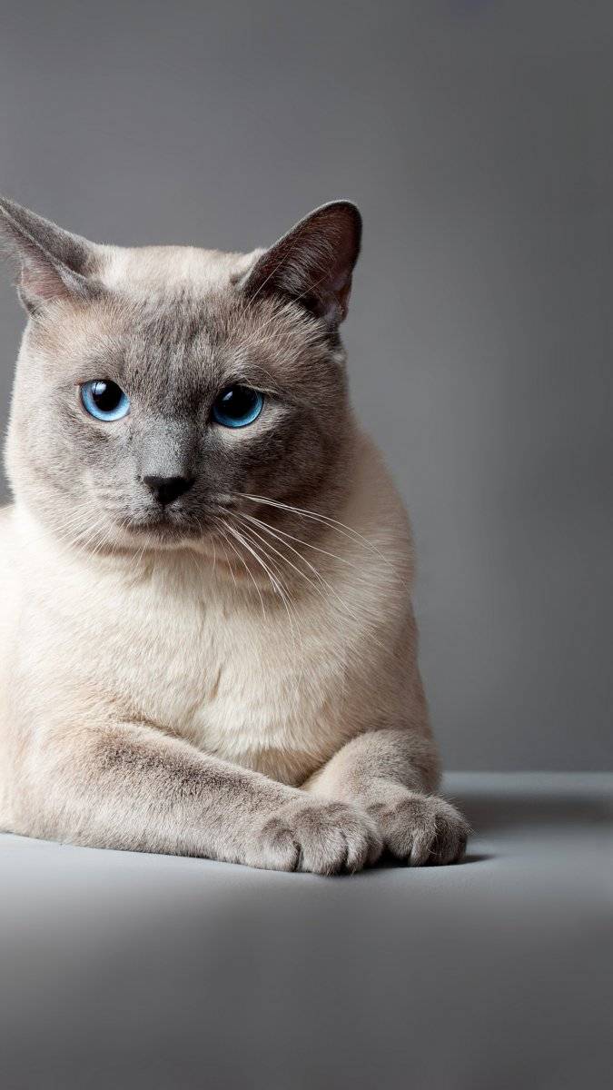 Тайская порода кошек: описание характера и внешнего вида