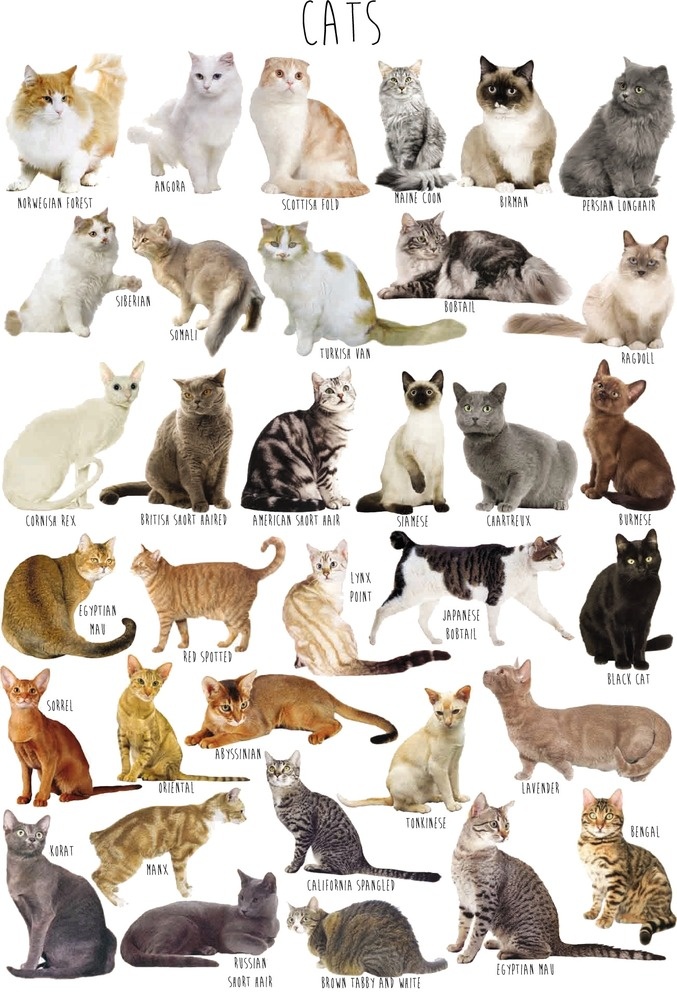 Популярные породы кошек: фото и названия   