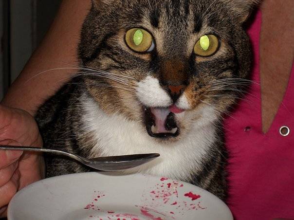 Кошка отравилась отравой для мышей. что делать, если кот съел отравленную мышь