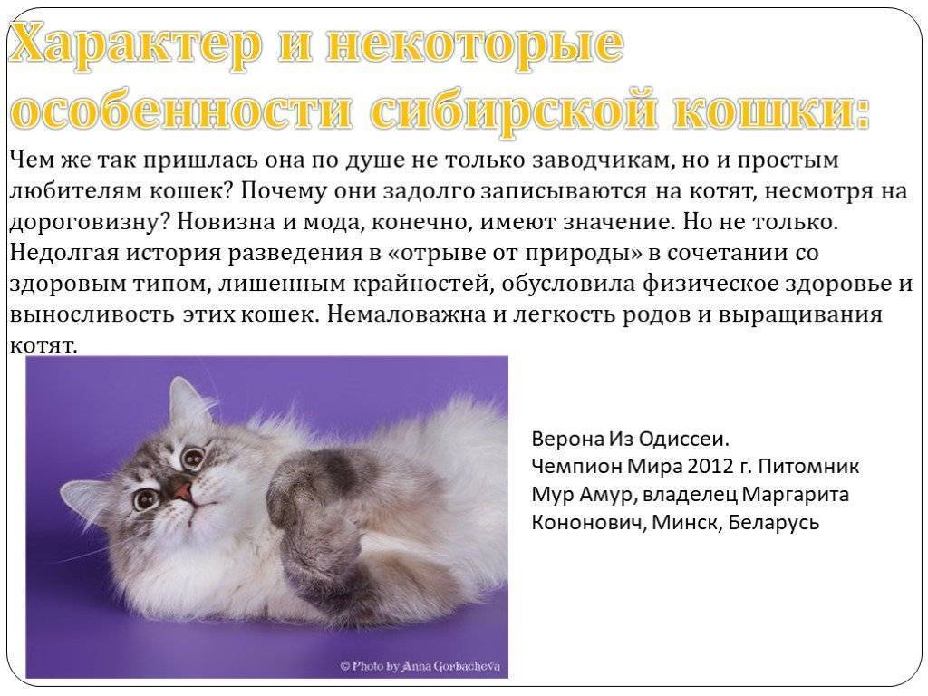 Порода кошек нибелунг: описание, уход, кормление и выбор котёнка
