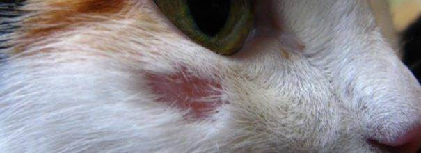 Стригущий лишай у кошек: признаки, виды и лечение дерматофитоза