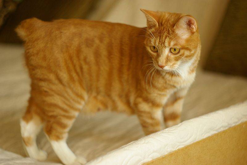 Кот рыже белый: окрас и характер, популярные породы