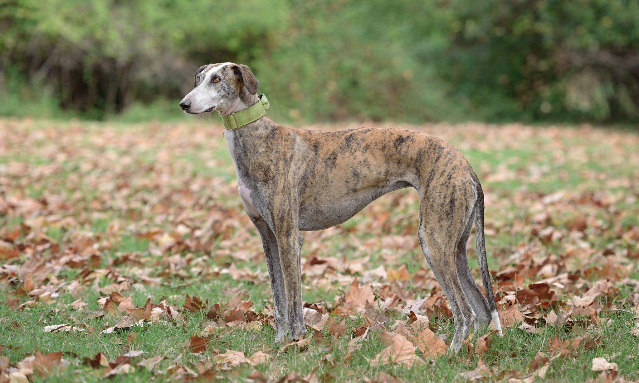 Испанский гальго - порода собак: описание с фото, рекомендации по уходу и содержанию