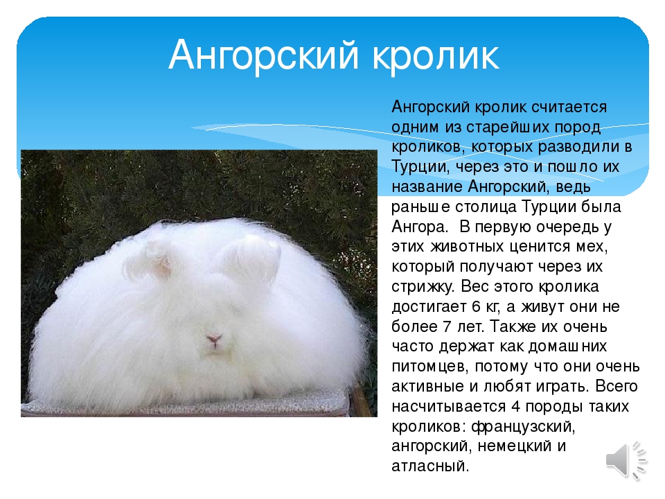 Ангорский кролик — описание и разновидности пород, срок жизни