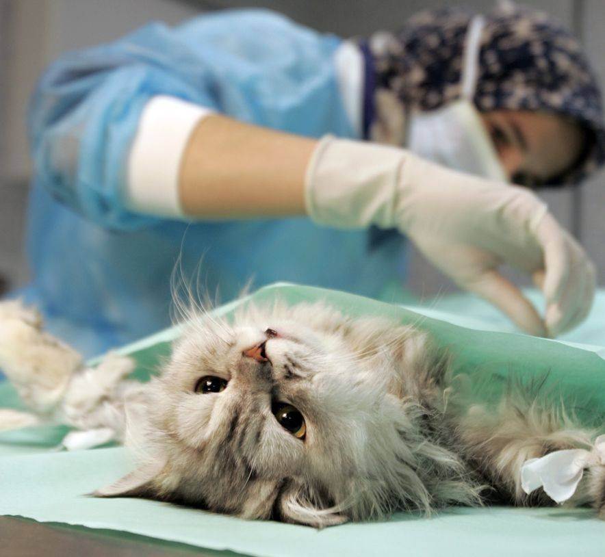 Жизнь стерилизованной кошки. Стерилизация и кастрация животных.