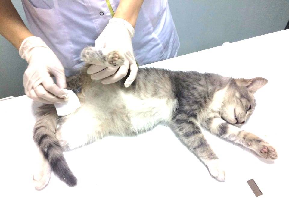 Уход за кастрированным котом после операции - муркин дом
