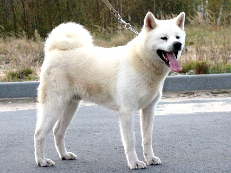 Хоккайдо — пёс с душой самурая