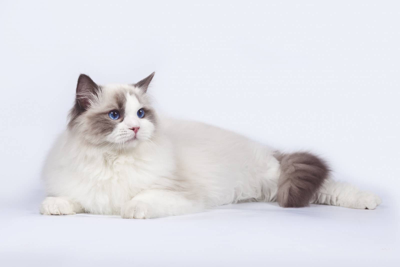 Рэгдолл: описание породы, характер кошки, советы по содержанию и уходу, фото ragdoll