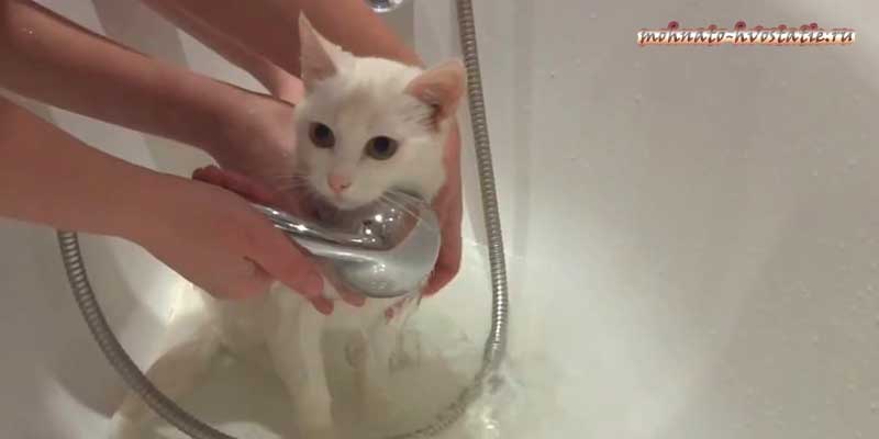 Как помыть кошку? важные правила и рекомендации
