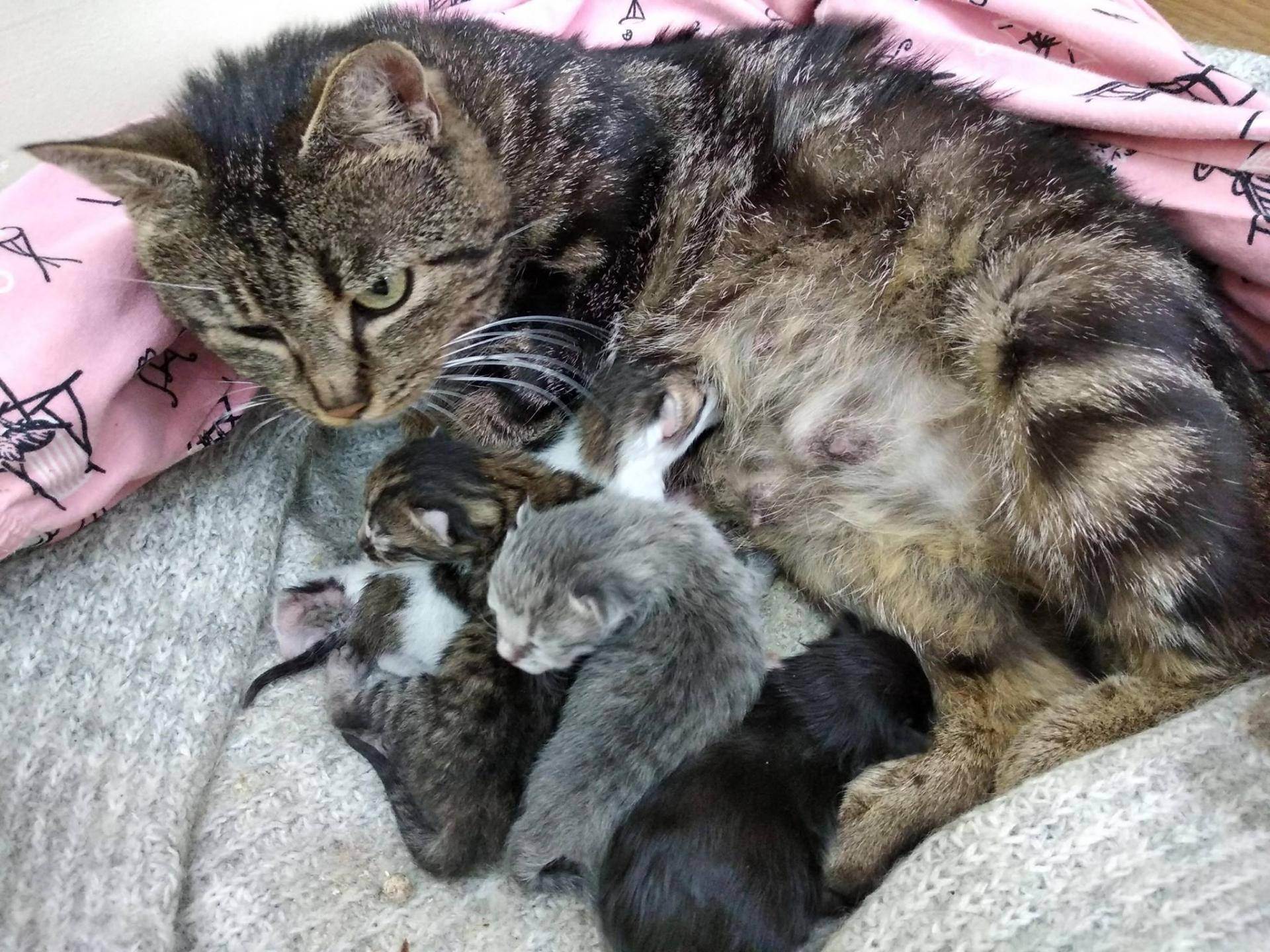 Мой опыт выхаживания новорожденных котят-сирот