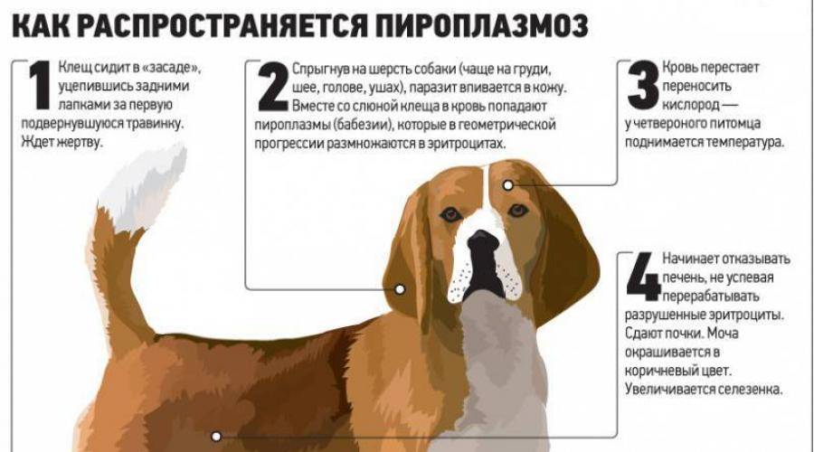 Бабезиоз у собак: симптомы, лечение и последствия
