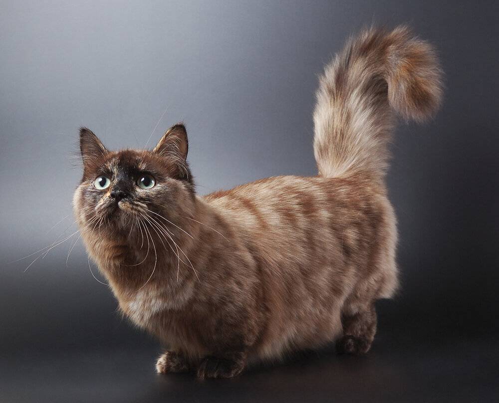 Коротколапые коты манчкин: особенности породы.