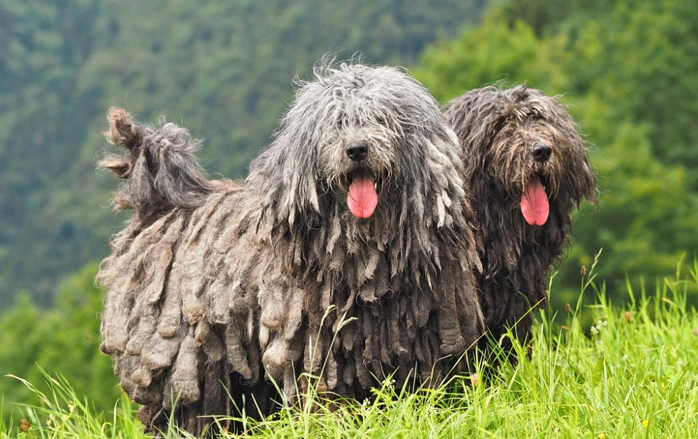 Косматые бергамские овчарки — собаки с необычным шерстяным покровом и прекрасным характером