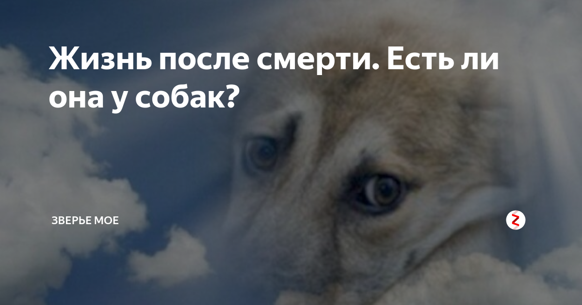 ᐉ куда уходит душа кошки после смерти – как понять что кот скоро умрет? - zoomanji.ru