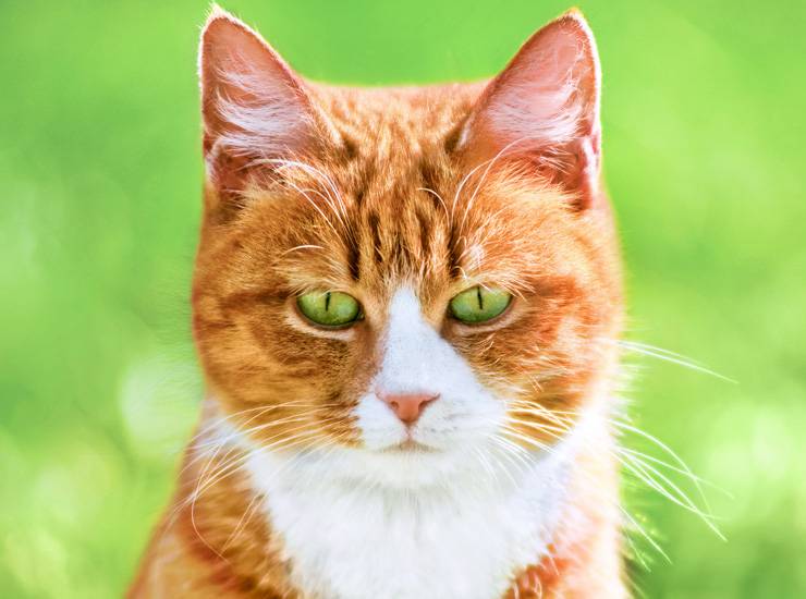 Кот рыжий с зелеными глазами: изучаем вместе