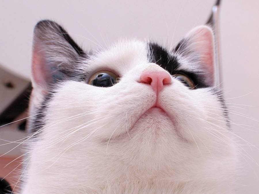 У кошки очень тёплый нос: что делать и что это значит