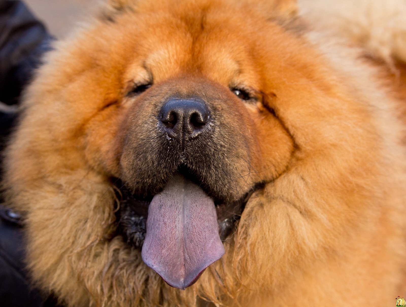 ᐉ собака с синим или фиолетовым языком: как называется порода (чау чау) - kcc-zoo.ru