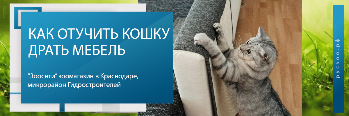 Кот дерет диван: что делать, как отучить и сделать когтеточку своими руками