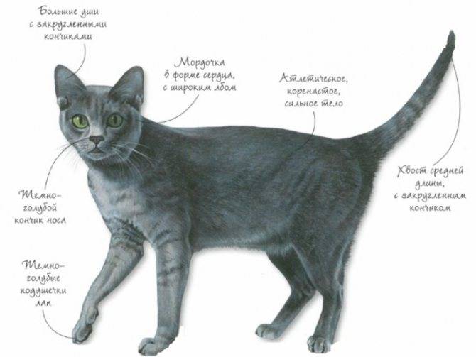 Корат кошка: описание породы, фото, характер, видео, уход
