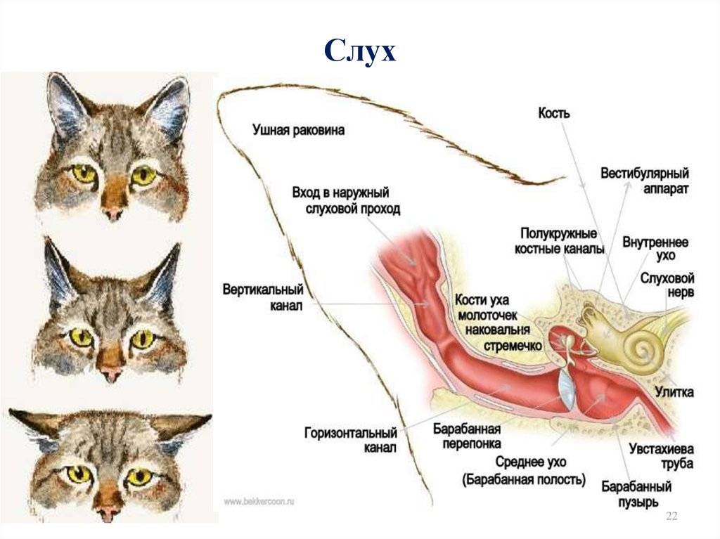 Болезни ушей у кошек: краткий обзор и симптоматика