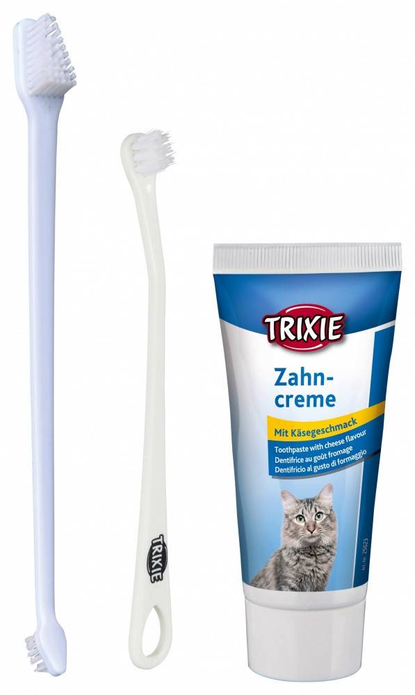 Способы чистки зубов у кошки, используемые средства и необходимость процедуры