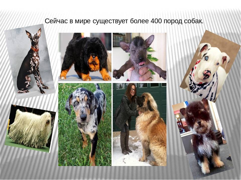 Топ-20 самых больших собак в мире