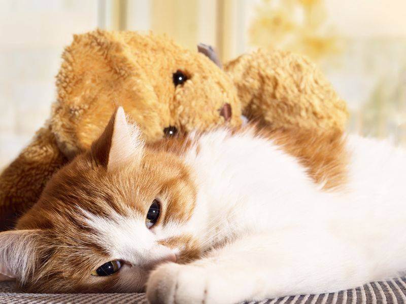 Как узнать что кот заболел, как понять что болит у кошки?