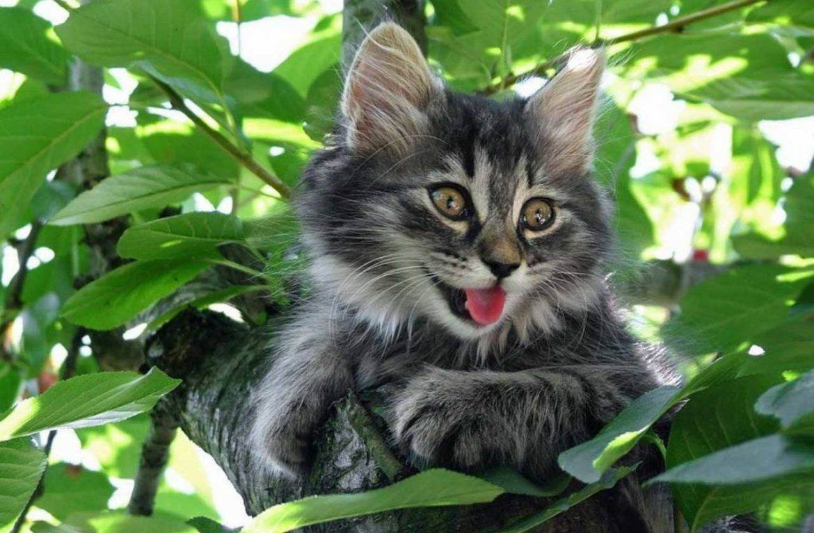 Кошка на даче: как защитить сад от кошки и кошку от сада?