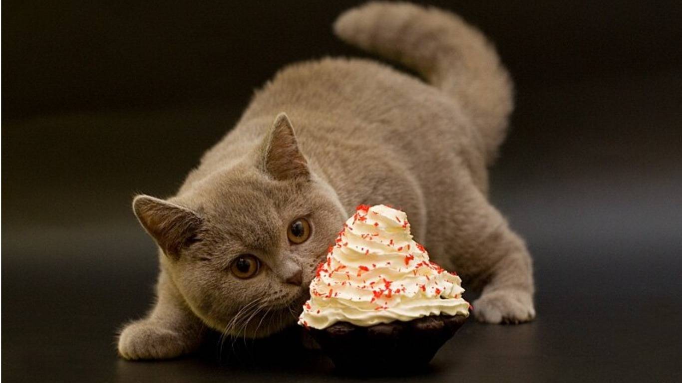 Можно ли кошкам давать сладкое?