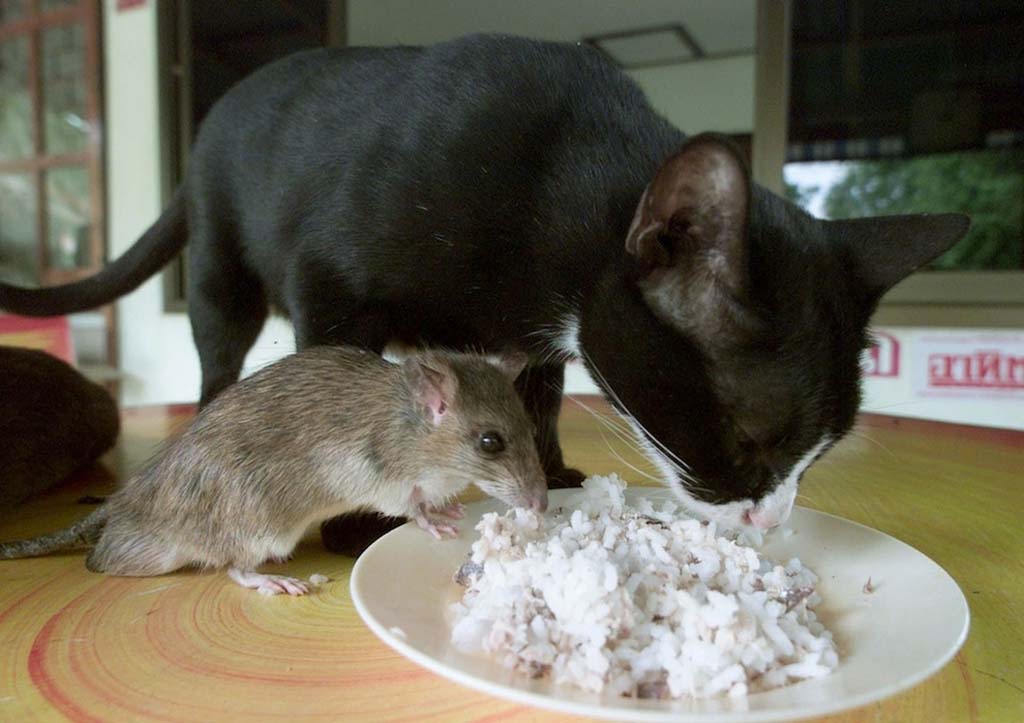 Едят ли кошки мышей: польза, вред, как отучить