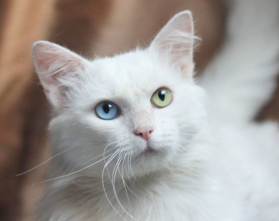 Белая кошка: обзор пород кошек со снежным окрасом, мифы, приметы