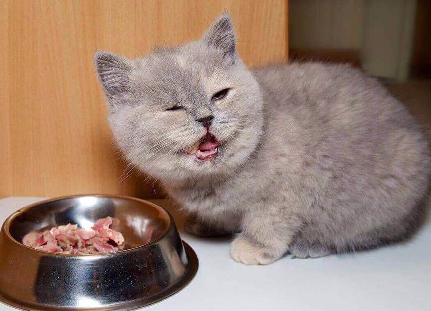 Вареное или сырое мясо давать кошке?