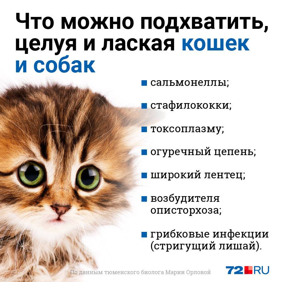 Можно ли целовать котят и взрослых домашних кошек в морду, а если нельзя, то почему?