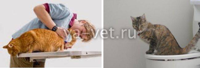 Запор у кошек:  симптомы и лечение в домашних условиях, корма