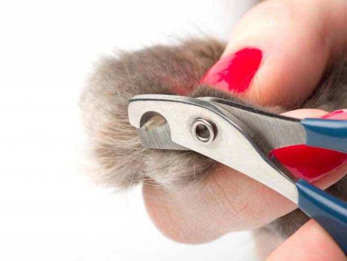 Как правильно подстричь когти коту или кошке дома