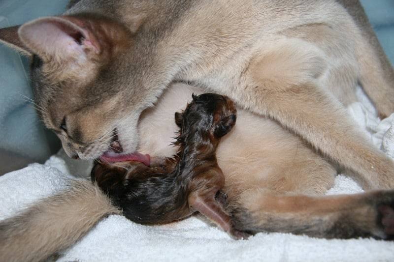 Когда кошка может забеременеть после родов. может ли кормящая кошка забеременеть? как быстро может забеременеть кошка после родов