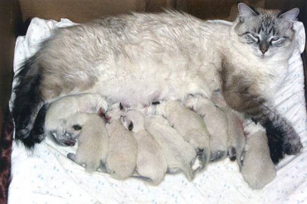 Сколько котят рожает кошка первый раз?