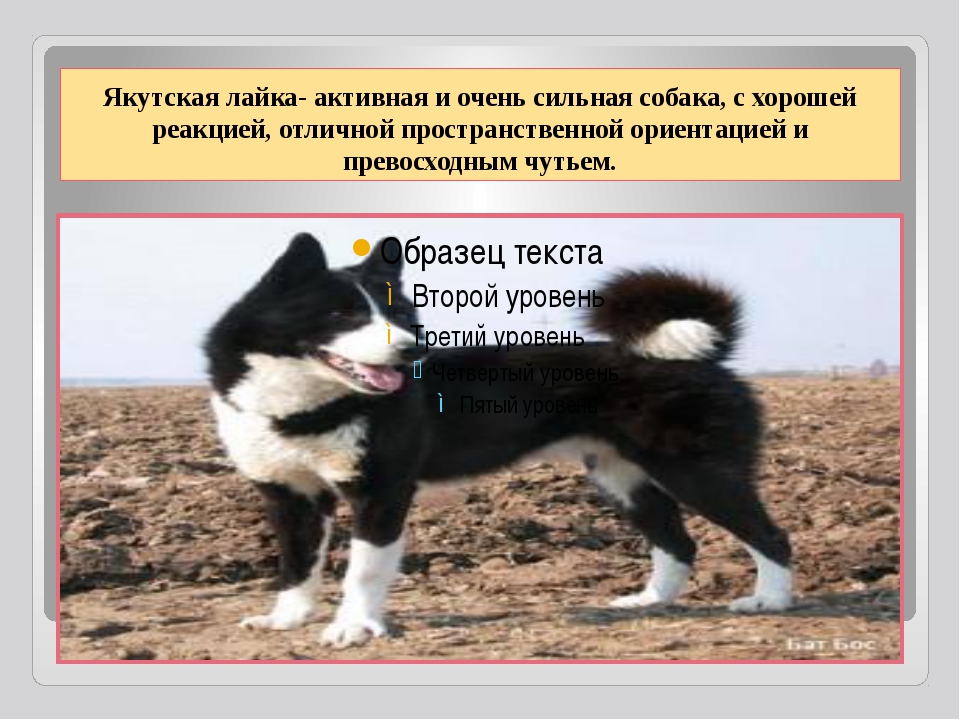 Якутская лайка: характеристика породы, фото и описание