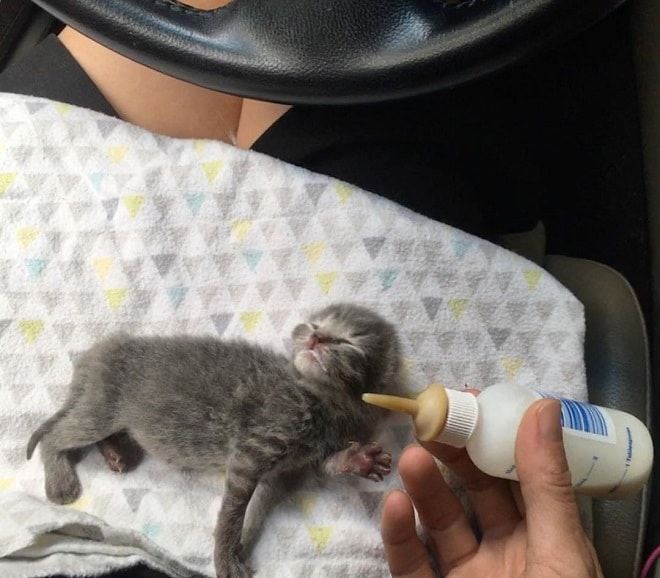 Чем кормить месячного котенка без кошки
