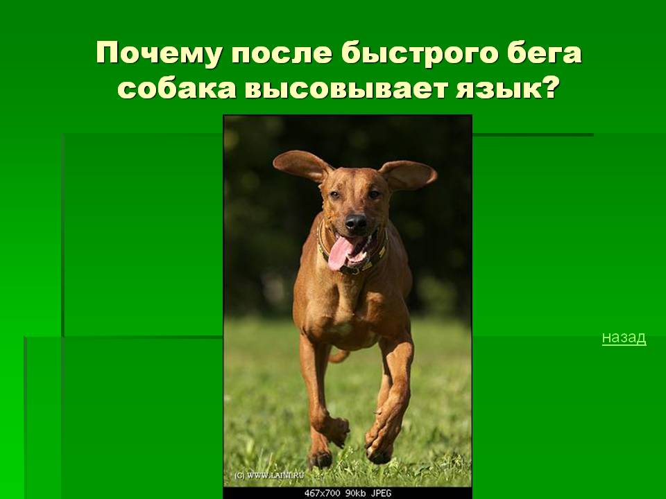 Почему собака высовывает язык и часто дышит в жару, при стрессе?