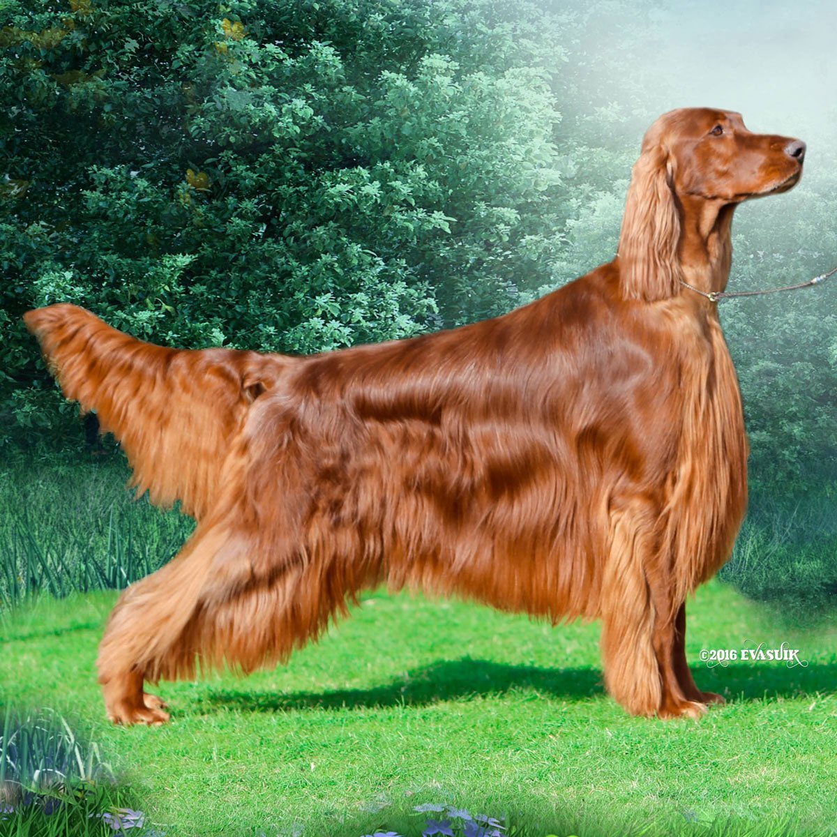 Ирландский сеттер собака. описание, особенности, виды, уход и содержание породы | живность.ру