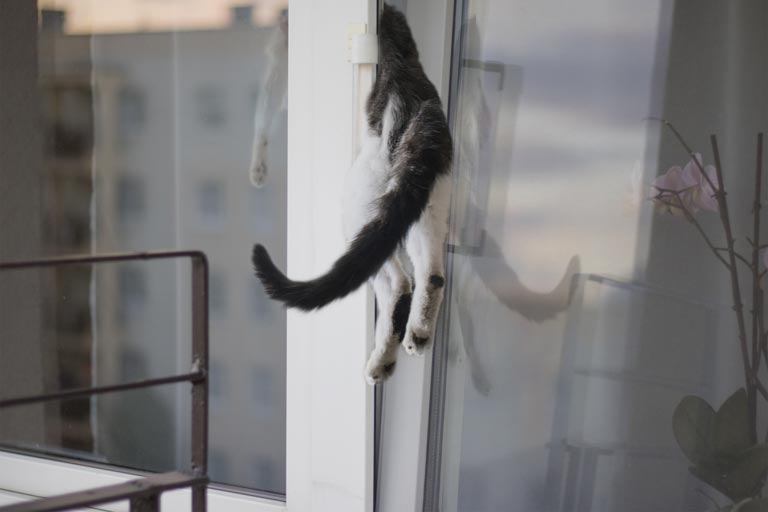 Падение кошек с высоты – первая помощь, лечение, последствия