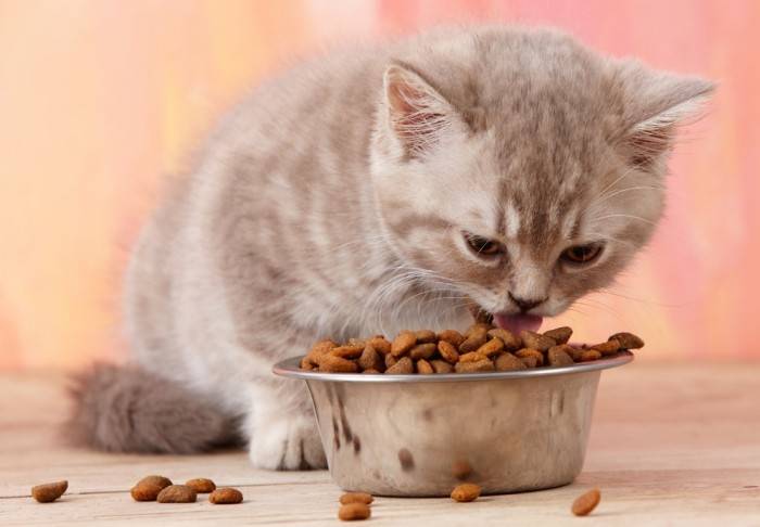 Почему понос у котенка чем кормить