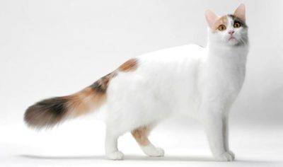 Что делать когда у кошки болит возле хвоста? хвост шотландской кошки — барометр здоровья.