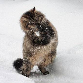 Особенности содержания кошки зимой