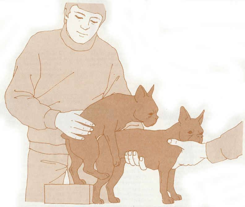 Случка, или вязка собак: подходящий возраст, выбор партнера, подготовка животных, оформление документов, как определить наступившую беременность
