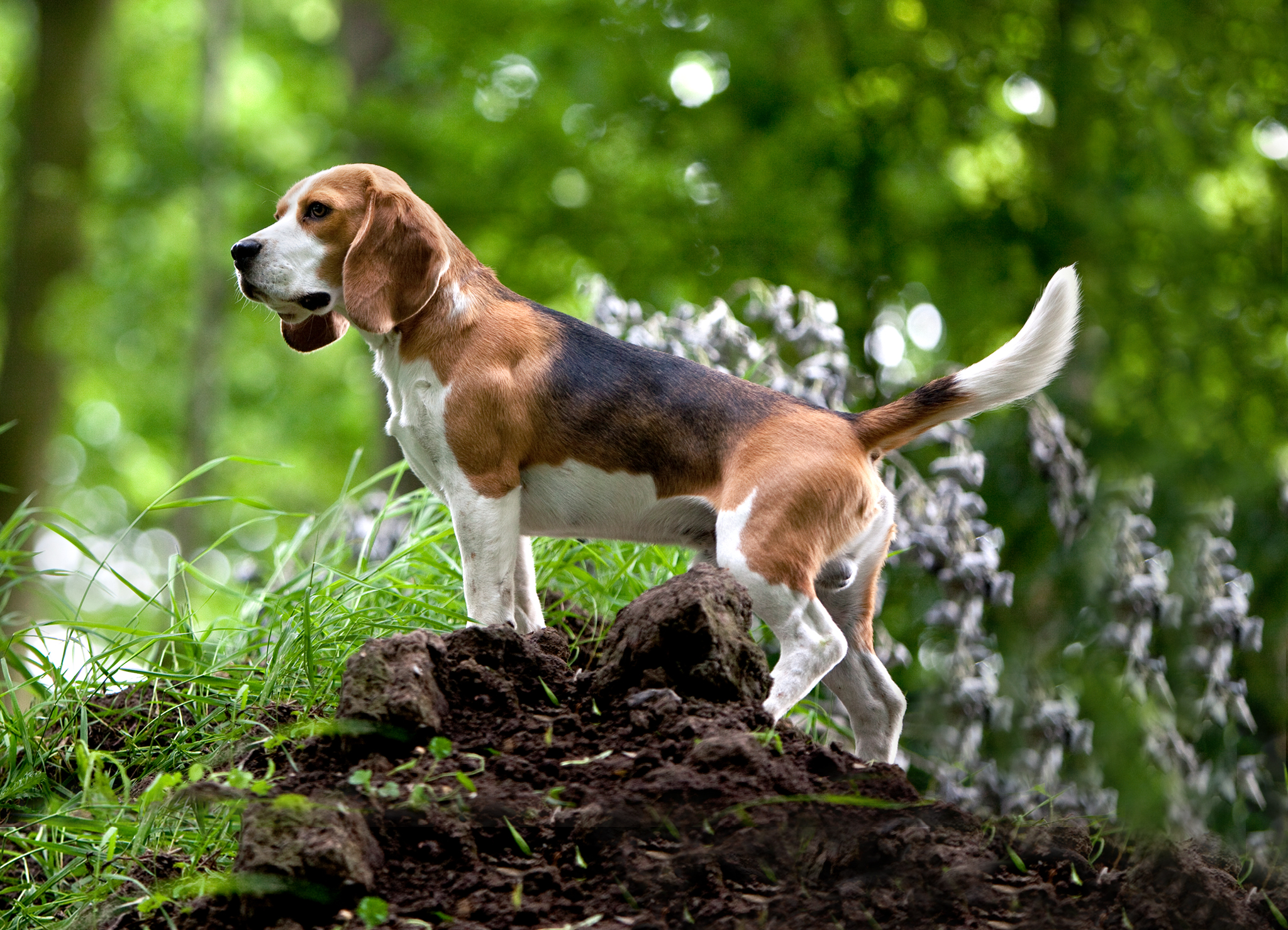 Лучшие породы охотничьих собак с фотографиями и названиями | энциклопедия домашних животных