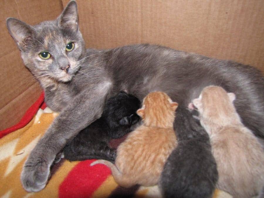 Сколько вынашивают кошки. Кошки вынашивают котят. Кошки и котята после рождения. Сколько кошка вынашивает котят.