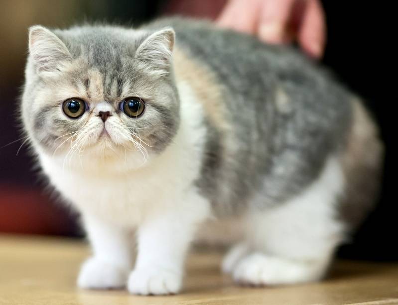 Порода плюшевых кошек – кошка плюшевая